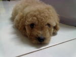 Ringo (Apple) - Poodle Dog