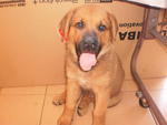 Bullmastiff Mix Geman Shepherd - Bullmastiff + German Shepherd Dog Dog