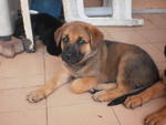 Bullmastiff Mix Geman Shepherd - Bullmastiff + German Shepherd Dog Dog