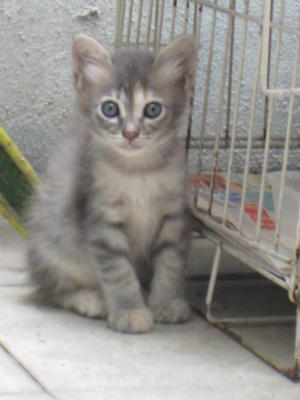 Grey - Domestic Long Hair + Tabby Cat