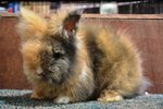 High Quality Teddy Bear - Angora Rabbit Rabbit