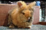 High Quality Teddy Bear - Angora Rabbit Rabbit