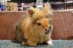 High Quality Teddy Bear - Angora Rabbit Rabbit