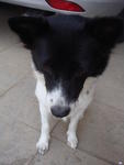 Pixie - Border Collie Mix Dog