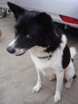 Pixie - Border Collie Mix Dog