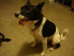 Pixie - Border Collie Mix Dog