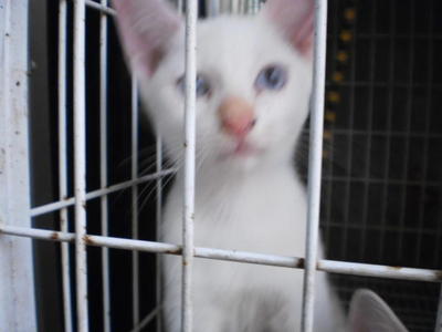 Pumpkin, Blink, Kuning And Blue  - Singapura Cat