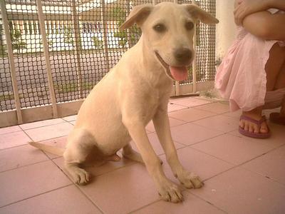 Baby - Mixed Breed Dog