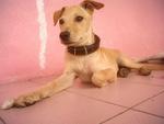 Gigi - Mixed Breed Dog