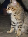 Musang - Tabby Cat