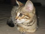 Musang - Tabby Cat