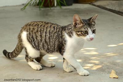 Rin - Domestic Short Hair + Tabby Cat