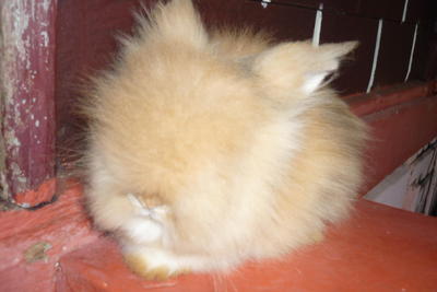 PF22455 - Angora Rabbit Rabbit