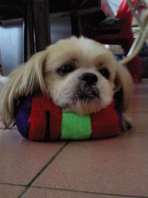 Lightning / Ning - Shih Tzu Dog