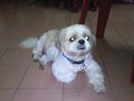 Lightning / Ning - Shih Tzu Dog