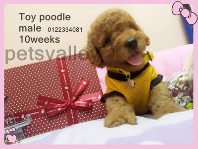  Toy Poodle ~ - Poodle Dog