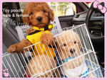  Toy Poodle ~ - Poodle Dog