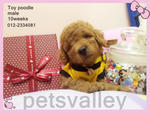  Toy Poodle ~ - Poodle Dog