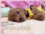  Toy Poodle ~ - Poodle Dog