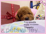  Toy Poodle ~ - Poodle Dog