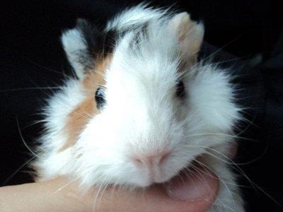 Aleece - Guinea Pig Small & Furry