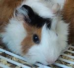 Aleece - Guinea Pig Small & Furry