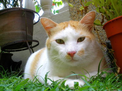 Lion - Domestic Medium Hair Cat