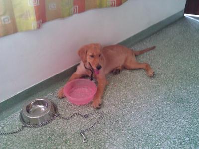 Golder Retriever Puppy - Golden Retriever Dog