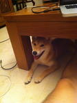 Under the table!