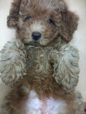 PF22499 - Poodle Dog