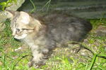 Melor - Persian + Maine Coon Cat