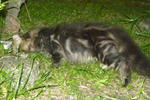 Melor - Persian + Maine Coon Cat