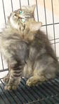 Melor - Persian + Maine Coon Cat