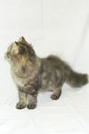 Melor - Persian + Maine Coon Cat