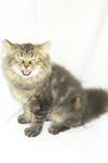 Melor - Persian + Maine Coon Cat
