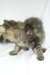 Melor - Persian + Maine Coon Cat