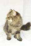 Melor - Persian + Maine Coon Cat