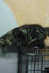 Melor - Persian + Maine Coon Cat