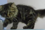 Melor - Persian + Maine Coon Cat