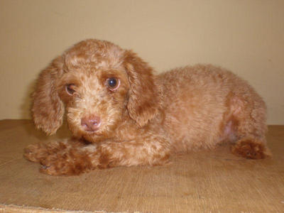 Small Size Toy Poodle Puppy. - Poodle Dog