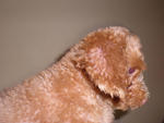 Small Size Toy Poodle Puppy. - Poodle Dog