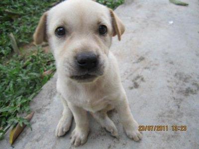 PF22512 - Retriever Mix Dog