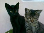 East Side Girls - Domestic Medium Hair + Domestic Short Hair Cat