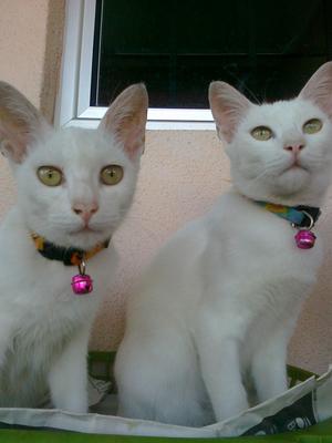 Txeru And Lorei - Domestic Short Hair Cat