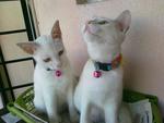 Txeru And Lorei - Domestic Short Hair Cat