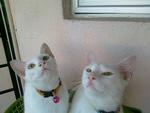 Txeru And Lorei - Domestic Short Hair Cat