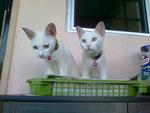 Txeru And Lorei - Domestic Short Hair Cat