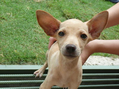 PF22521 - Chihuahua Mix Dog