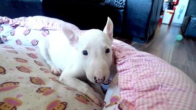 Mini Bull Terrier - Bull Terrier Dog