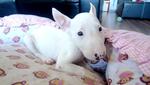 Mini Bull Terrier - Bull Terrier Dog